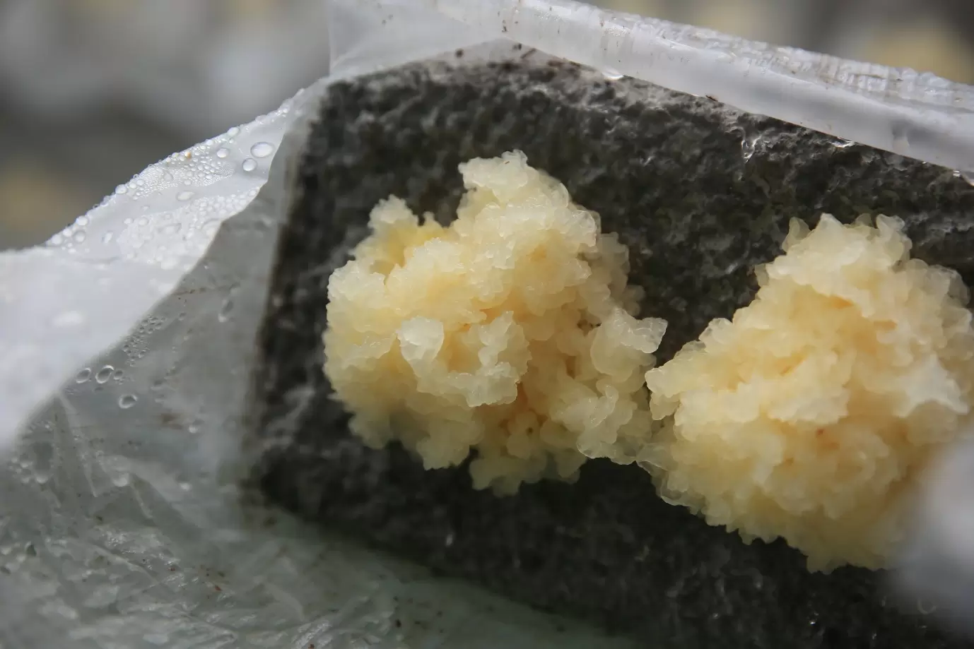 ビナン食販で栽培されている白きくらげ。