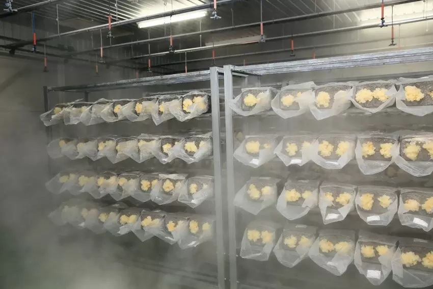 湿度 100%を保った環境で、大切に育てられている白きくらげ。この 2 倍の大きさになったら収穫。