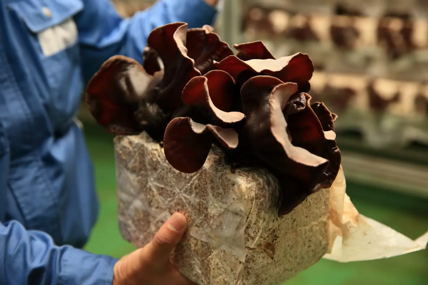 立派に成長したあらげきくらげ。