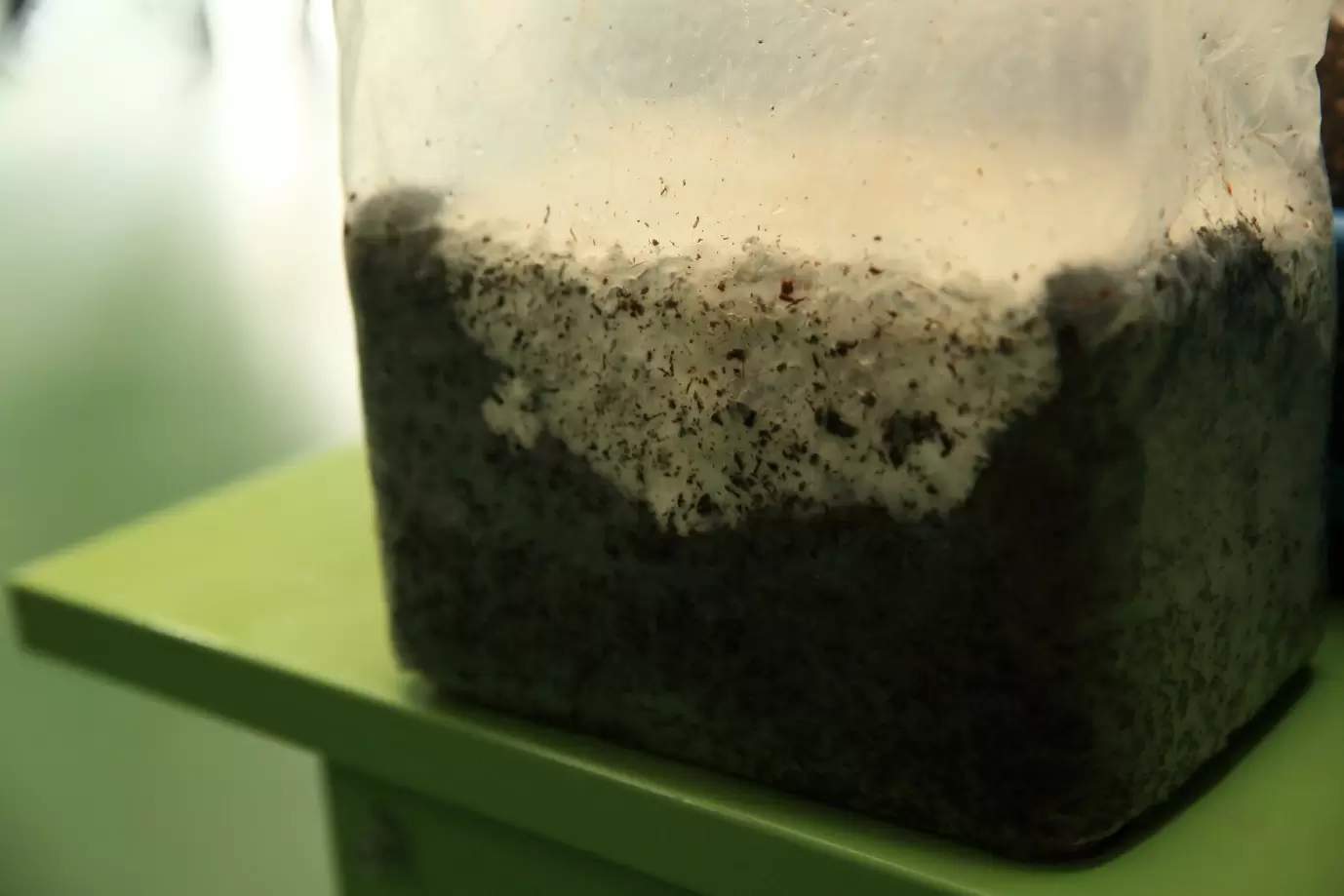 袋詰めされた菌床。