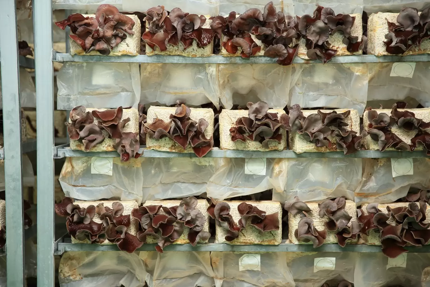 適切な温度と湿度に調整された場所で栽培される。